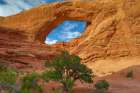 Utah juniper, The Windows Arches National Park, Utah, USA. Art Print